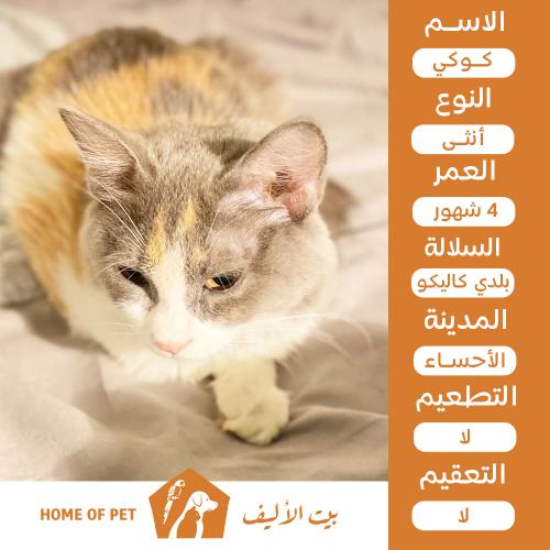 قطة أنثى للتبني في الأحساء كوكي