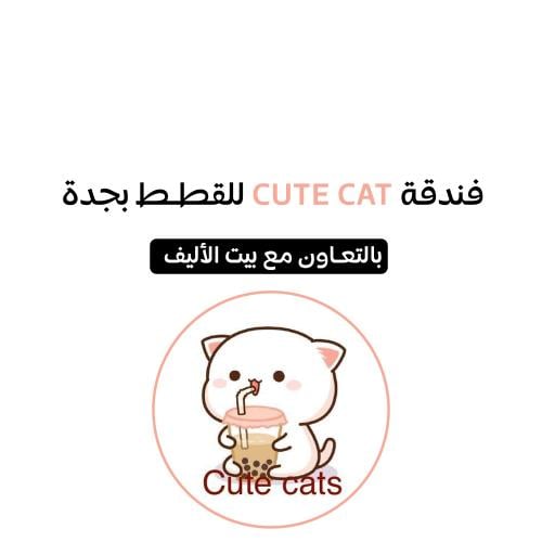 فندقة قطط بجدة Cute Cat