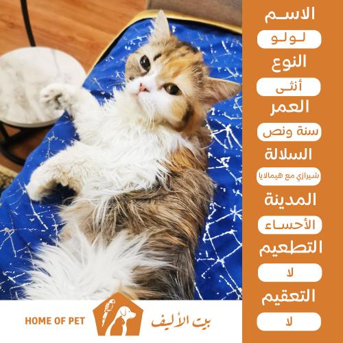 قطة أنثى للتبني في الأحساء لولو
