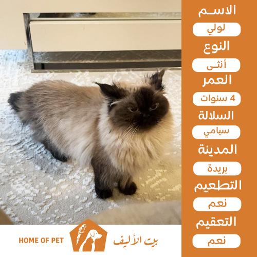 قطة أنثى للتنبي لولي في بريدة