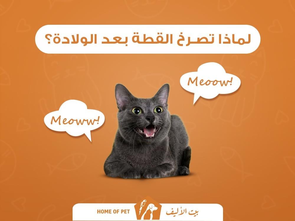 لماذا تصرخ القطة بعد الولادة ؟ أهم الأسباب والعلاجات الفعالة