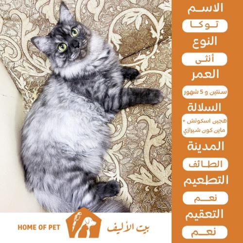 قطة أنثى للتبني في الطائف توكا