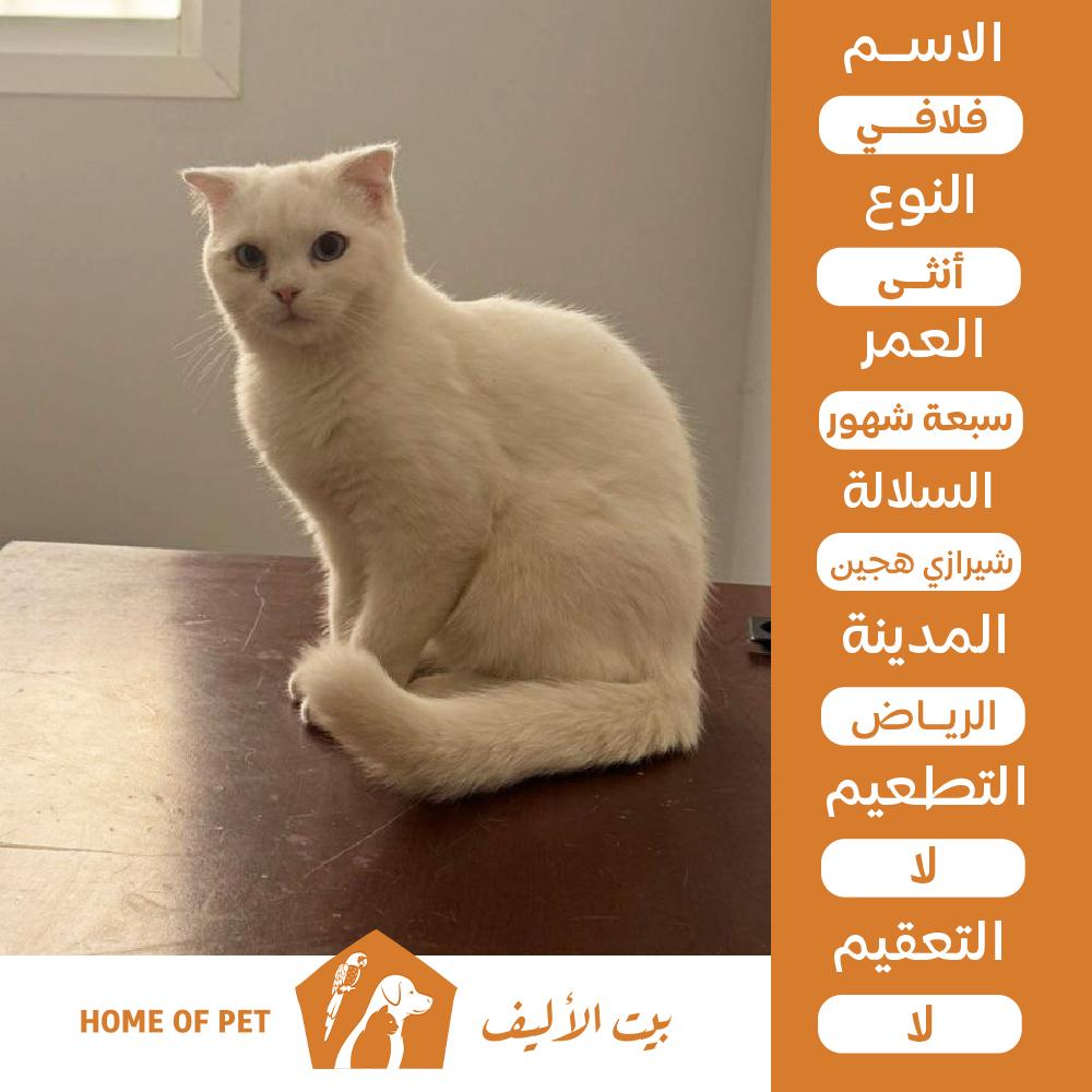 قطة انثى للتنبي في الرياض فلافي