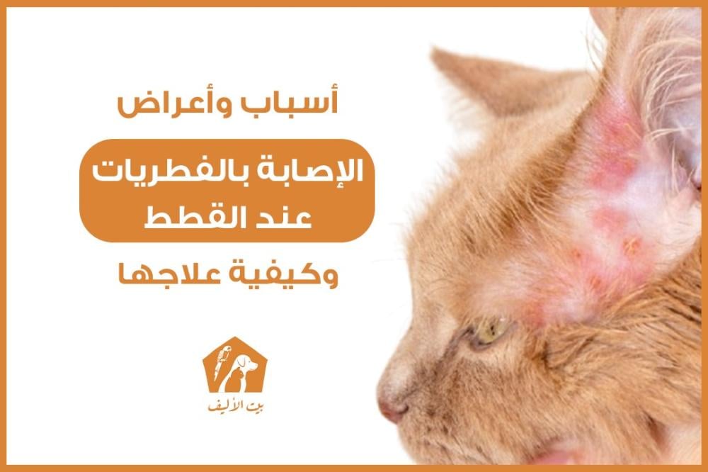 أسباب وأعراض الإصابة بالفطريات عند القطط وكيفية علاجها
