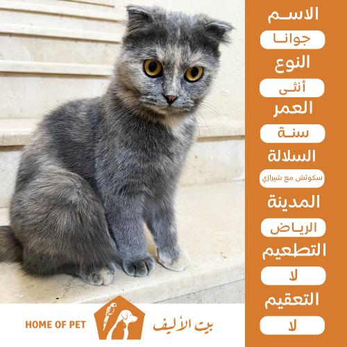 قطة أنثى للتبني في الرياض جوانا