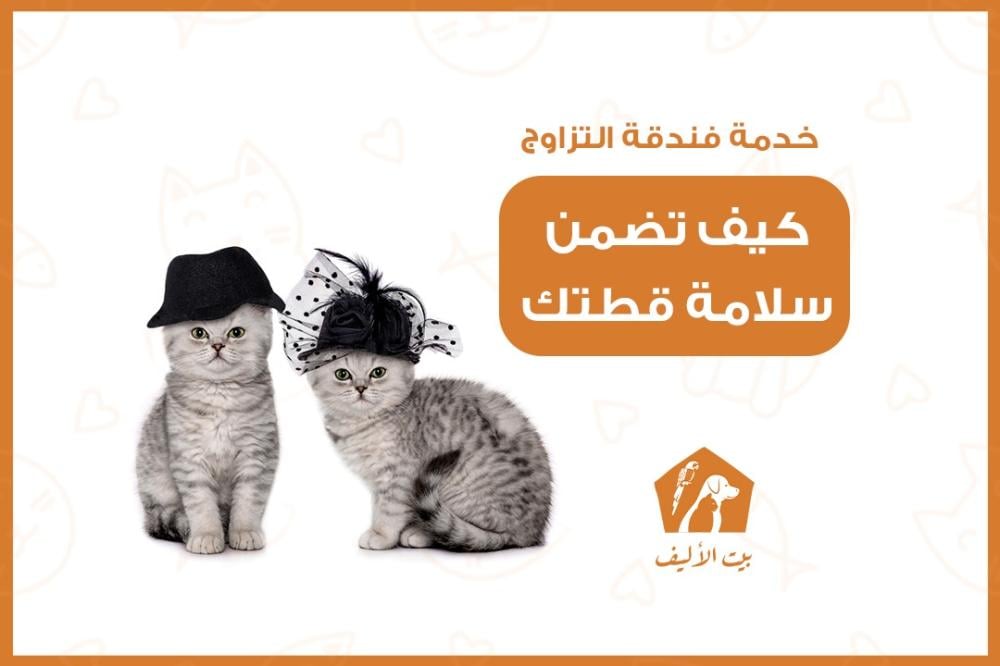 خدمة فندقة التزاوج للقطط كيف نضمن سلامة أليفك ؟ - متجر بيت الأليف