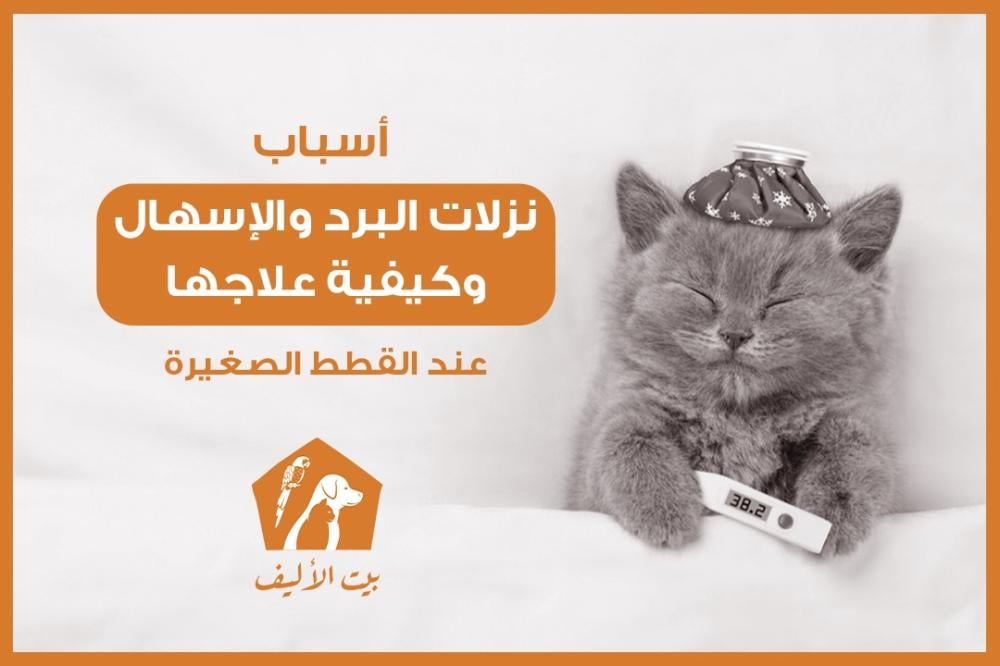 أسباب نزلات البرد والإسهال عند القطط الصغيرة وكيفية علاجها
