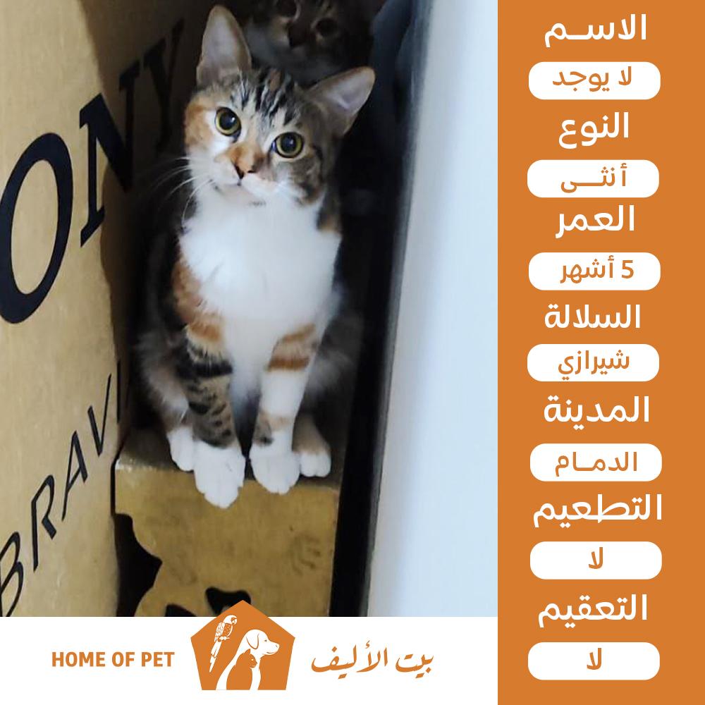 قطة أنثى للتبني في الدمام