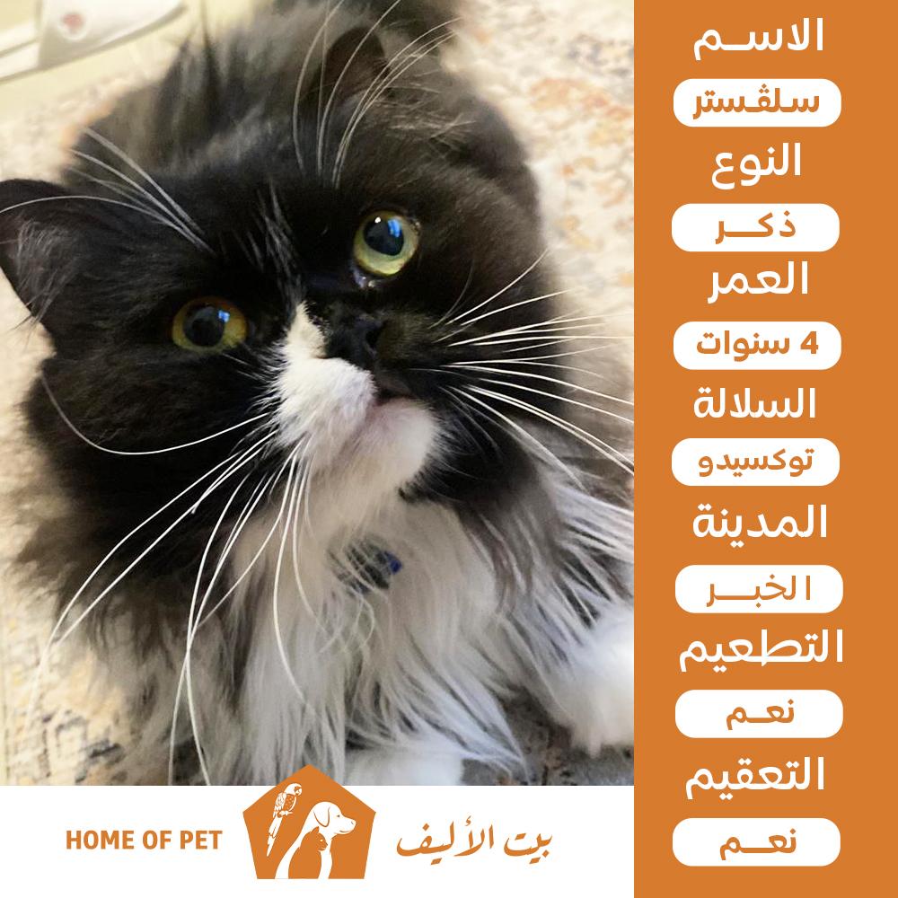 قط ذكر للتنبي في الخبر سـلڤـستر