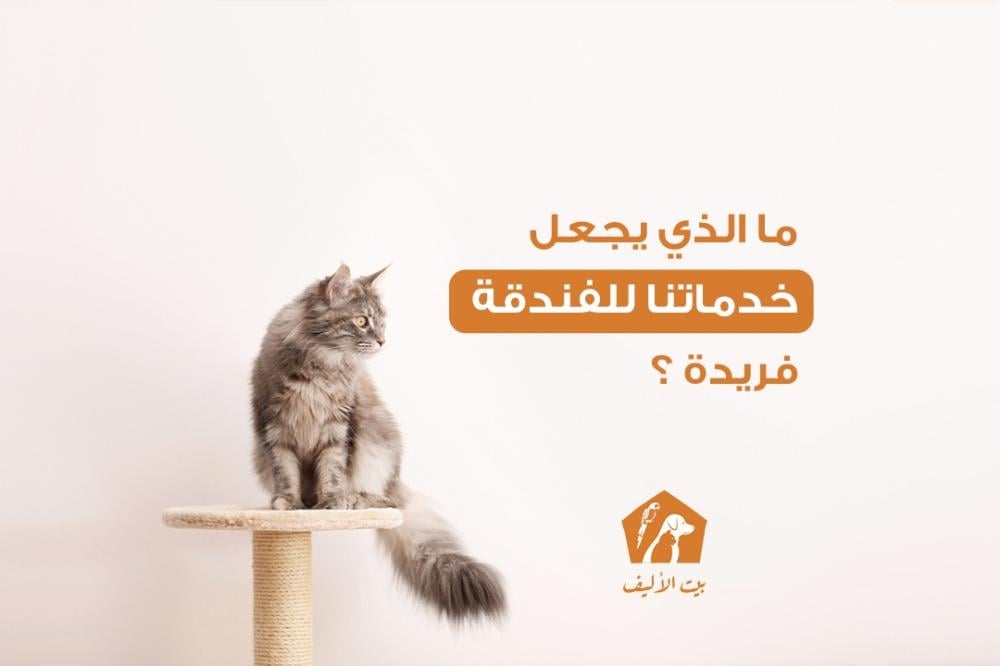 ما الذي يجعل خدماتنا للفندقة فريدة ؟ - متجر بيت الأليف