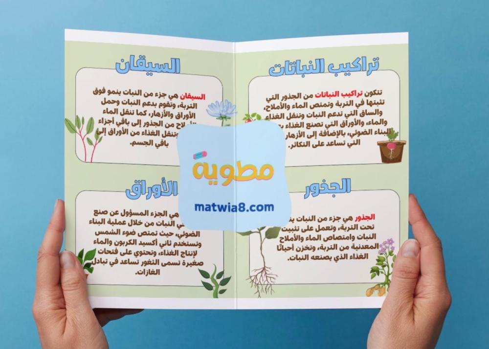 مطوية النباتات وأجزاؤها - ثالث