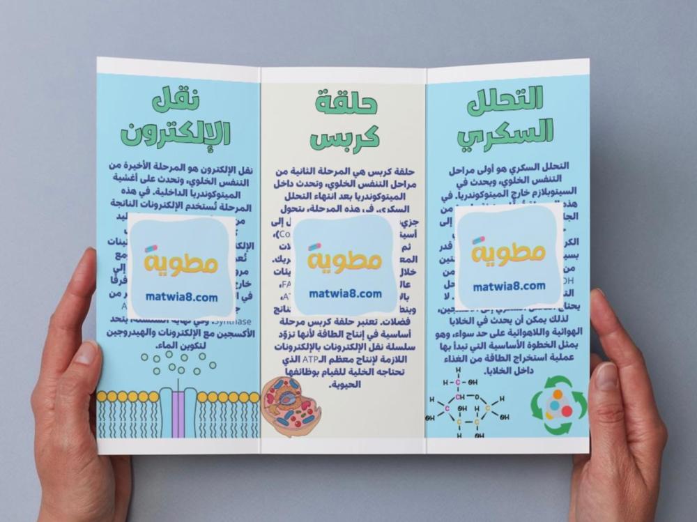 مطوية الطاقة الخلوية - احياء ٢
