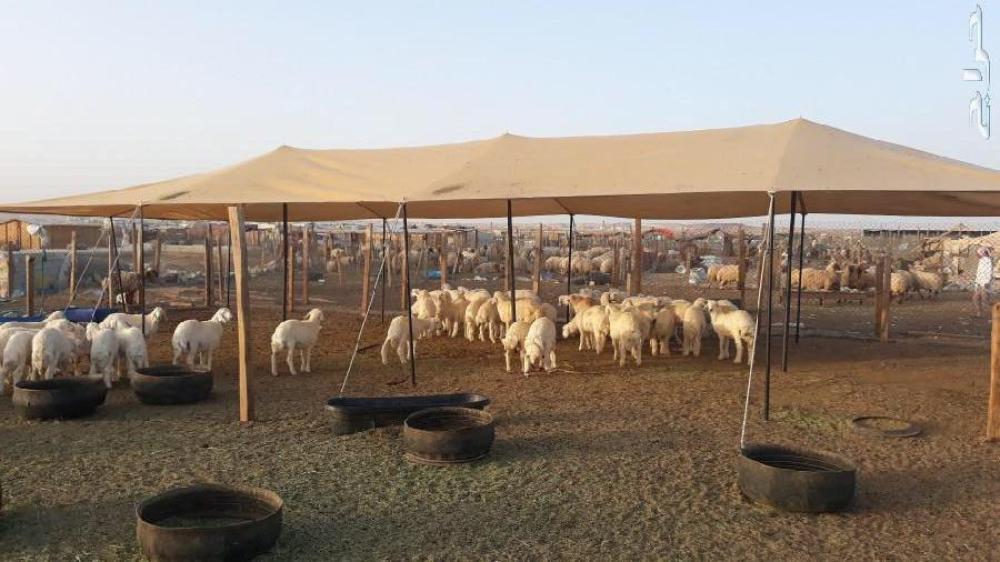 مضلات غنم الجزيرة سوبر مضلة غنم مضلات حلال مضله كوري مضله شمسيه مضلات