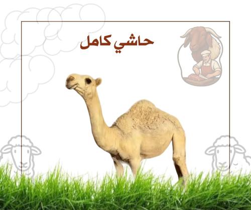 حاشي كامل