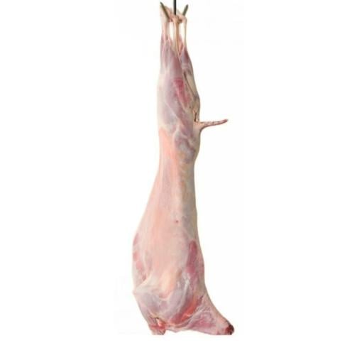 تيس باكستاني
