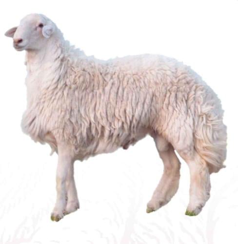 خروف طازج حري رباع