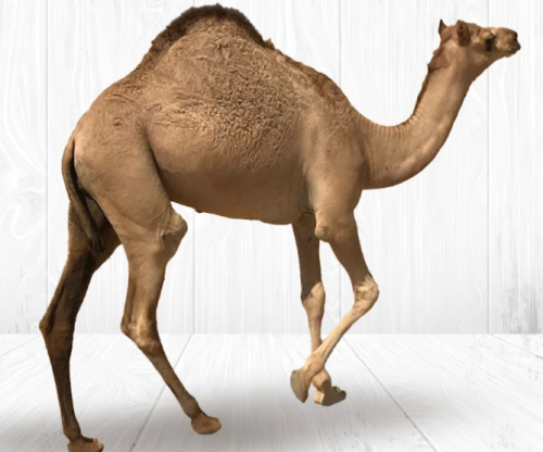 حاشي صافي