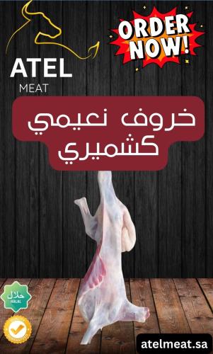 خروف نعيمي كشميري لباني وزن 6-7 كجم