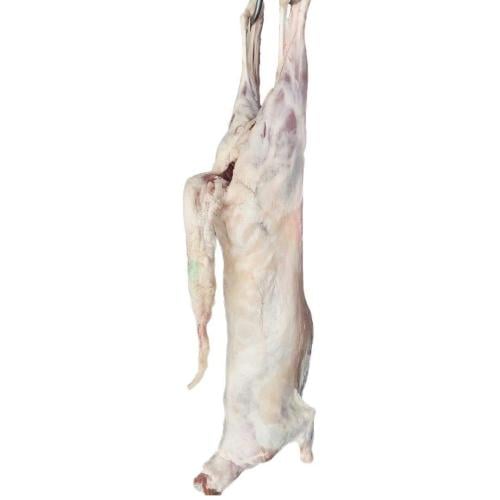 خروف طازج سواكني جذع