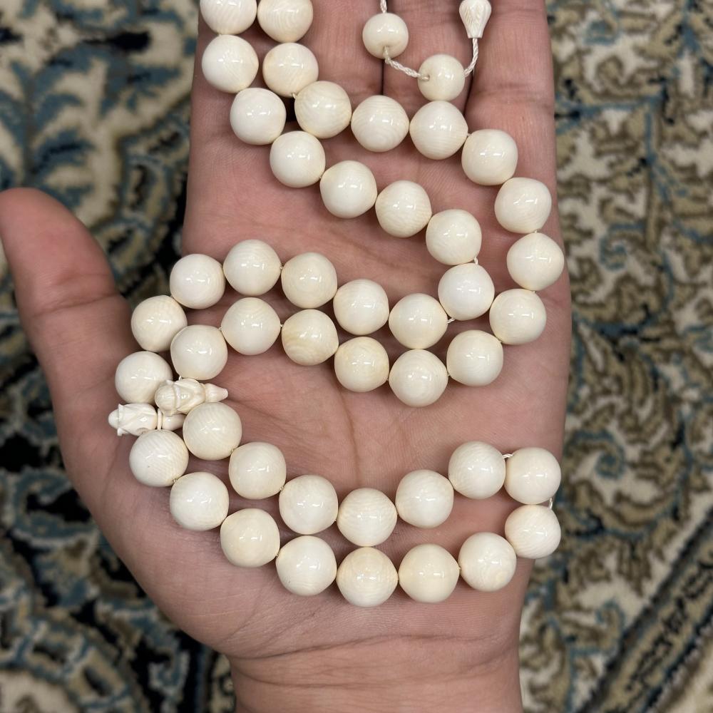 عاج ناب الفيل