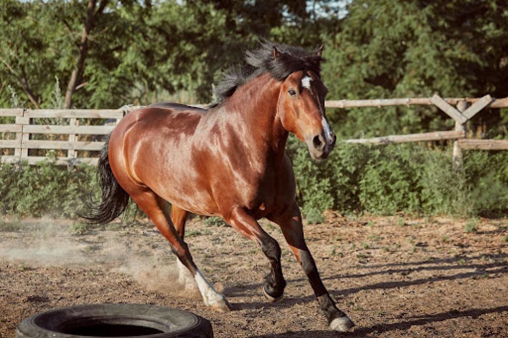 اسبق بخطوة وتعرف على علاج مفاصل الخيل