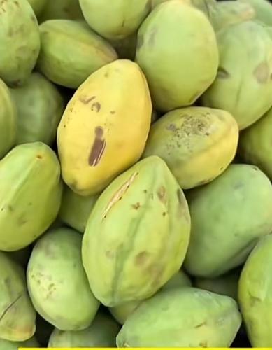 لوز بجلي اصفر فاخر مقاس(وسط-كبير) حجز مسبق