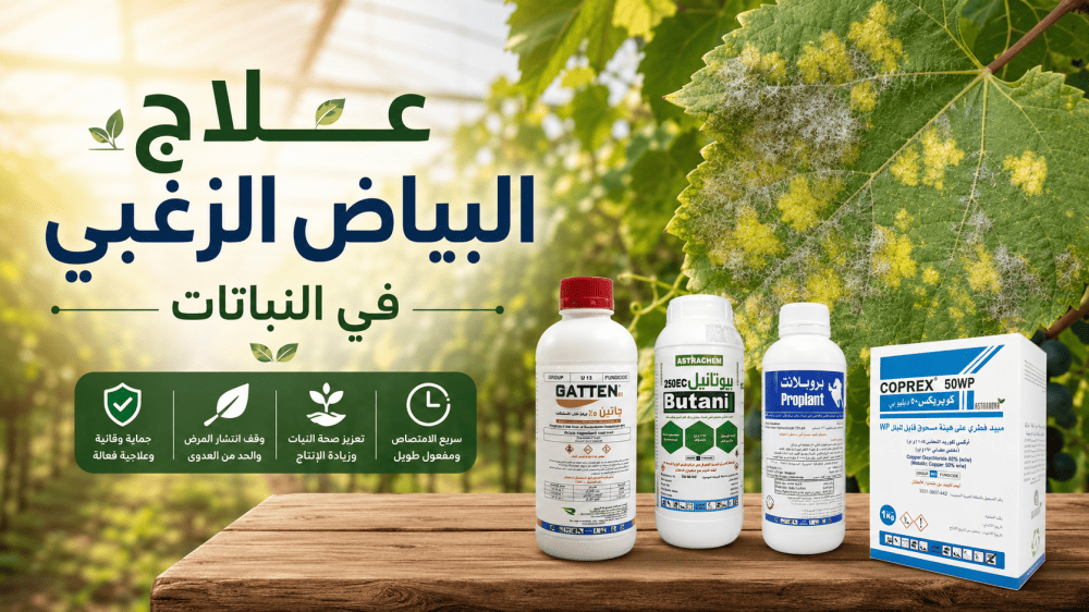 ما هو أفضل مبيد فطري للبياض الزغبي؟ وكيف تختاره للمحصول