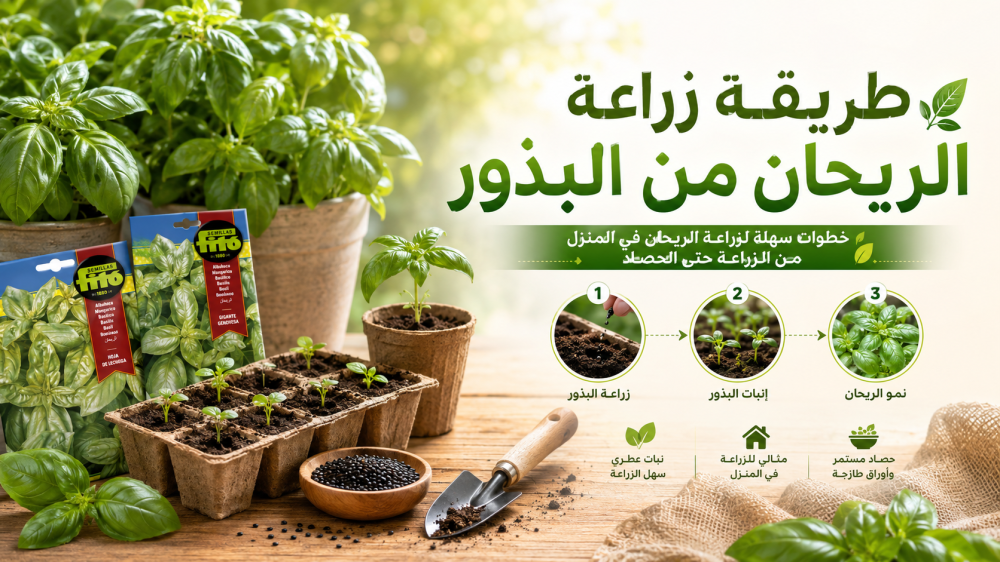 طريقة زراعة الريحان من البذور وأفضل الأصناف للبيت
