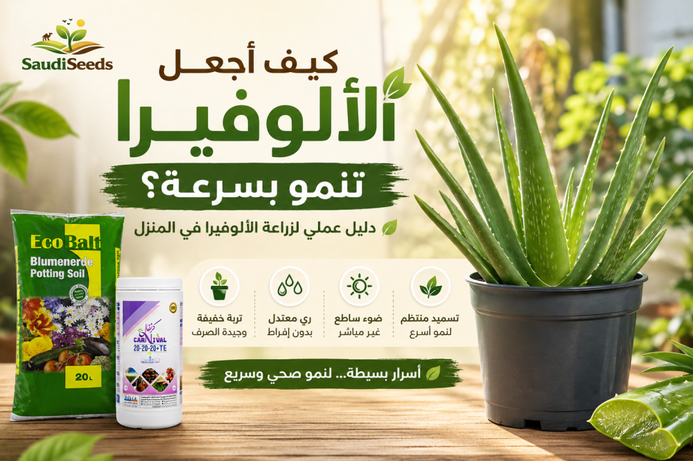 كيف أجعل الألوفيرا تنمو بسرعة