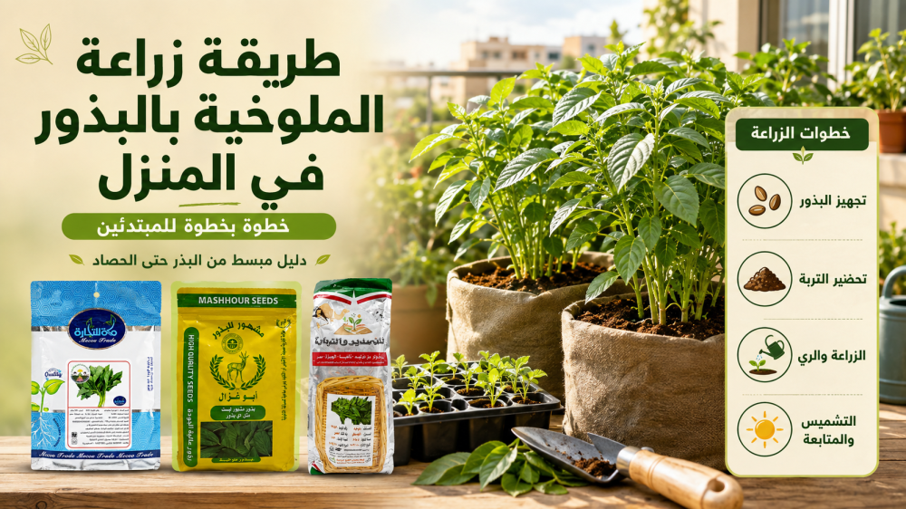 طريقة زراعة الملوخية بالبذور في المنزل