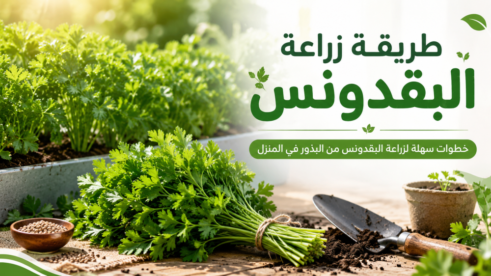 طريقة زراعة البقدونس من البذور وما الذي يبطئ الإنبات؟