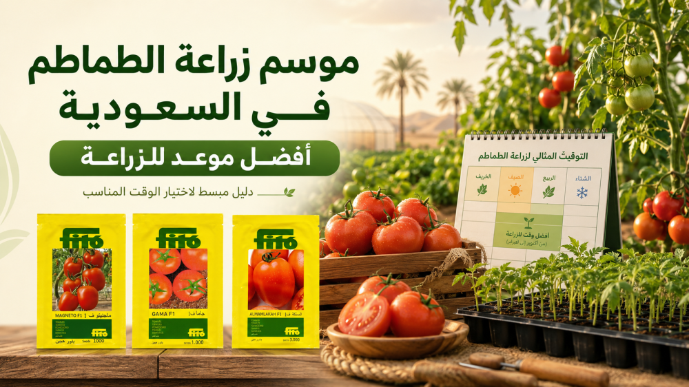 موسم زراعة الطماطم في السعودية: أفضل موعد