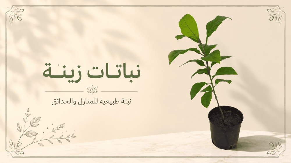 هل شجرة اللوز الهندي سريعة النمو؟ دليل النمو والعناية