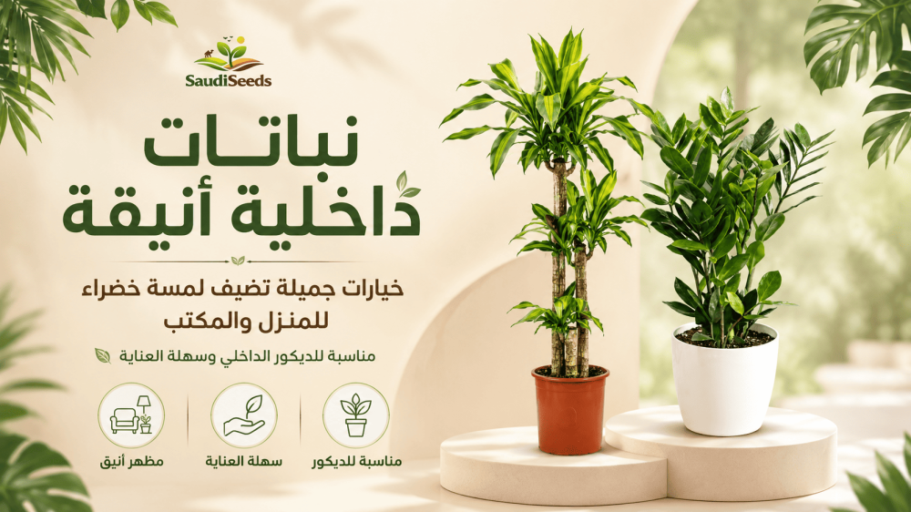 أفضل نباتات للمدخل والصالة: كيف تختار الحجم والشكل المناسب؟