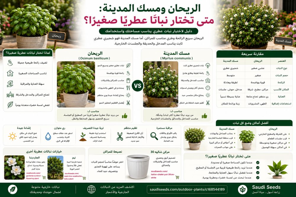 الريحان ومسك المدينة: متى تختار نباتًا عطريًا صغيرًا؟