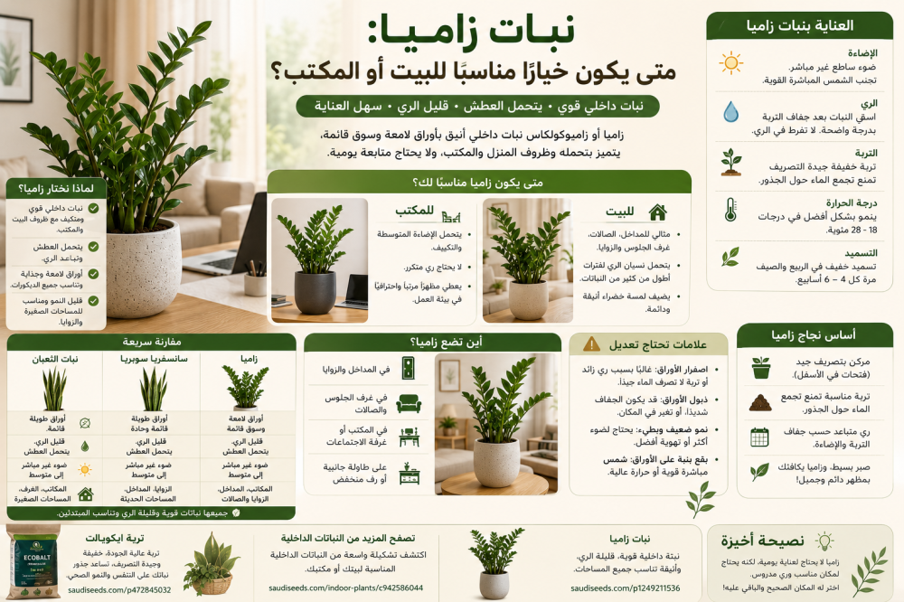 نبات زاميا: متى يكون خيارًا مناسبًا للبيت أو المكتب؟