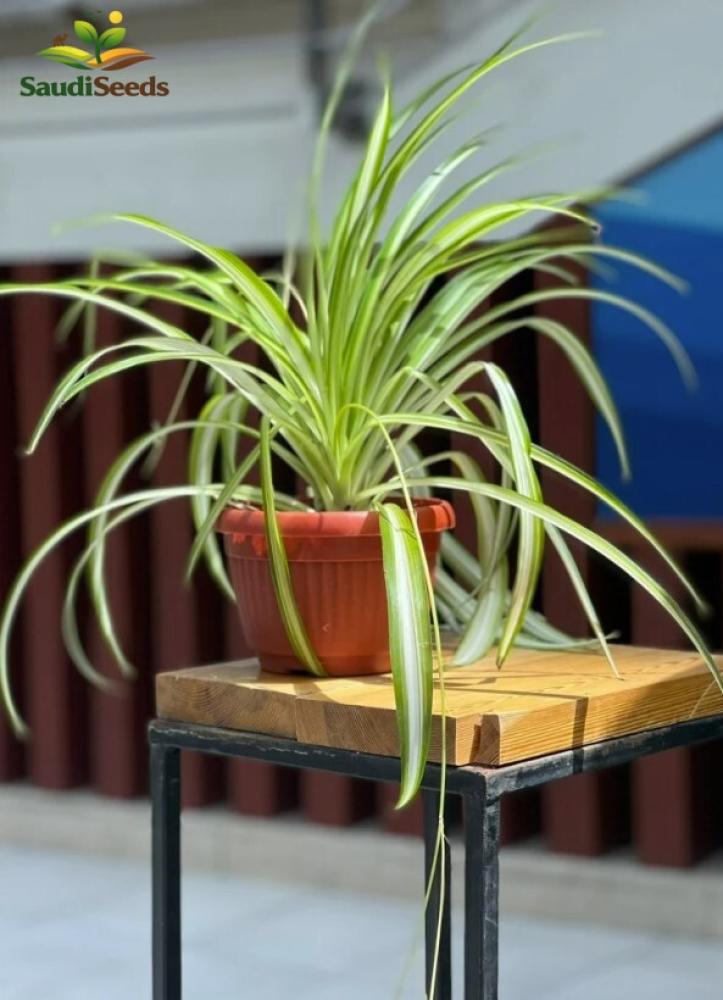 نبتة العنكبوت كلوروفيتم Chlorophytum comosum