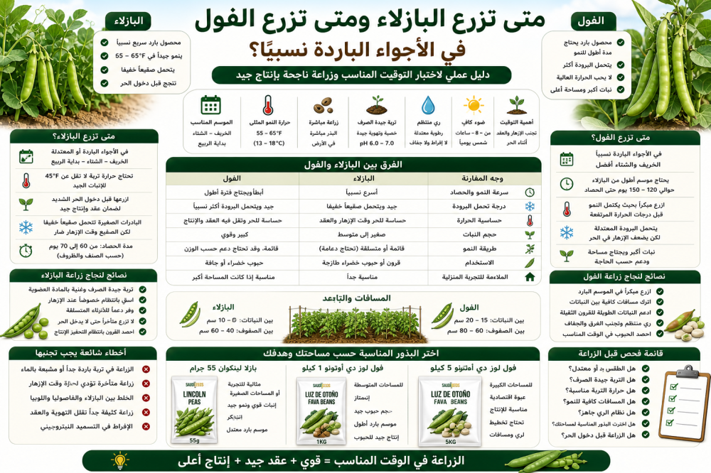 متى تزرع البازلاء ومتى تزرع الفول في الأجواء الباردة؟
