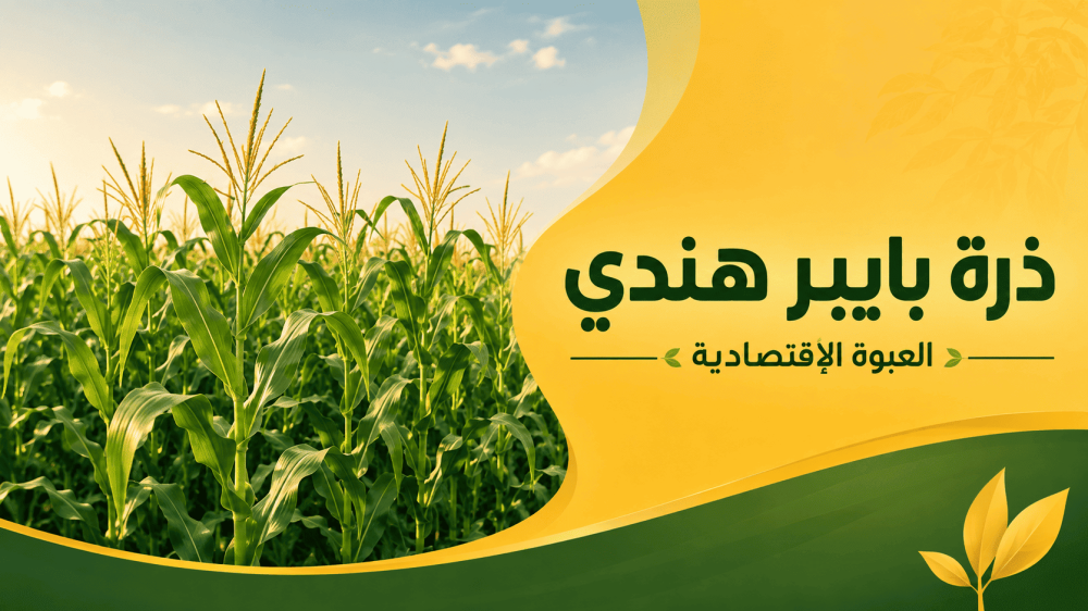 كيف تزرع الذرة العلفية خطوة بخطوة ومتى موعد زراعتها؟