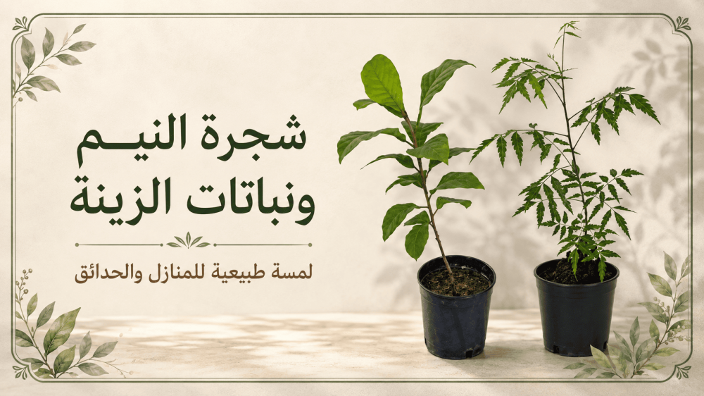 نبتة النيم واللوز الهندي: أشجار ظل وزينة للمساحات الخارجية