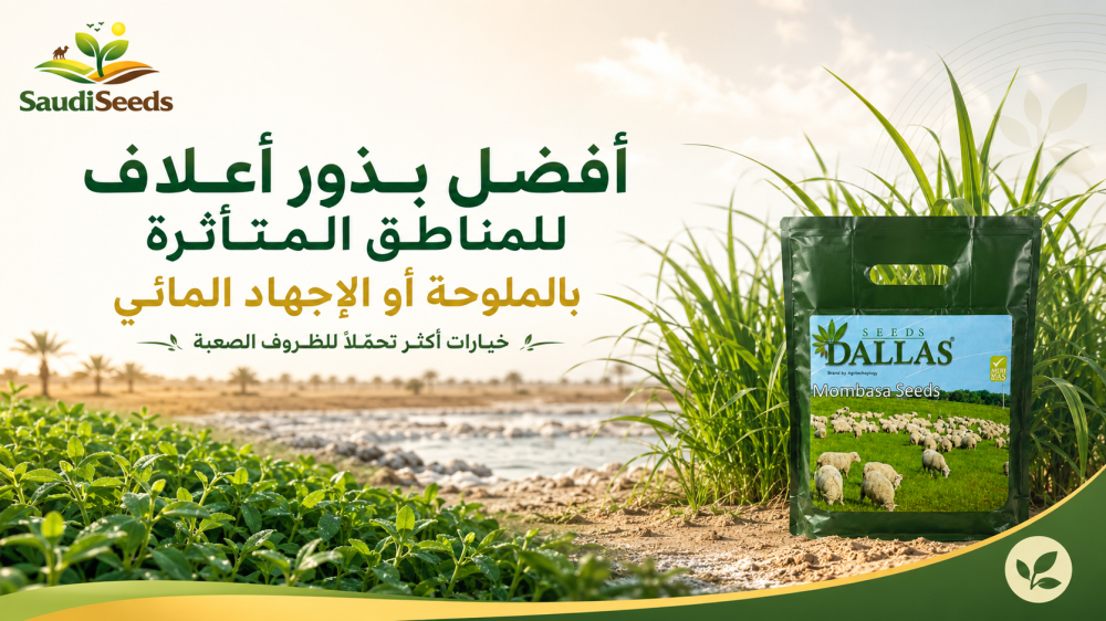أفضل بذور أعلاف للمناطق المتأثرة بالملوحة أو الإجهاد المائي
