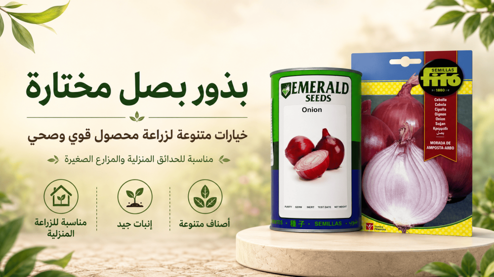 كم تستغرق بذور البصل حتى تنبت وتثبت بعد الزراعة؟