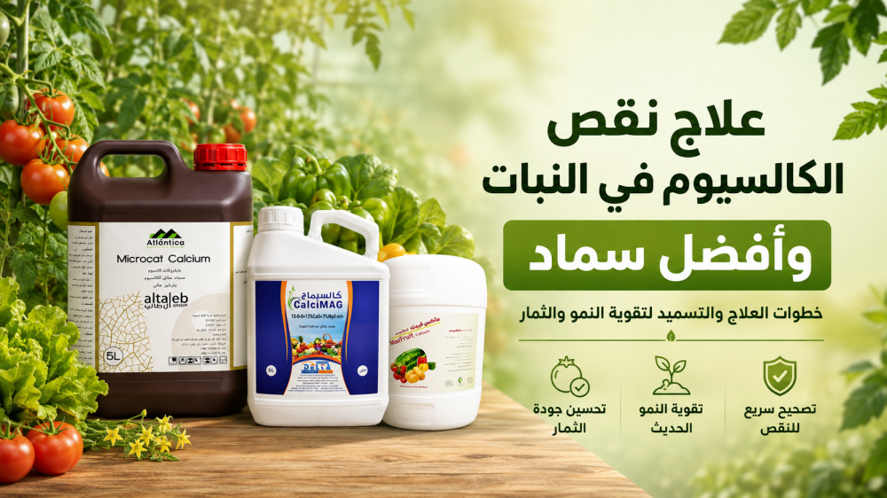 علاج نقص الكالسيوم في النبات وأفضل سماد