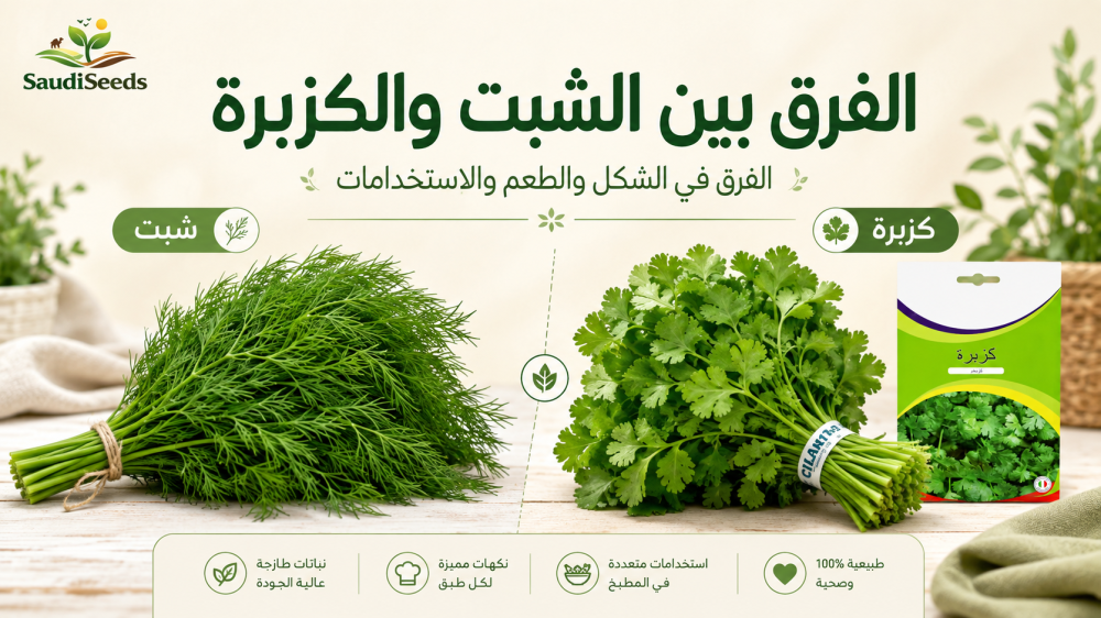 الفرق بين الشبت والكزبرة: متى تختار كل نوع للزراعة والاستخدام؟