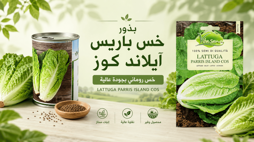 موعد زراعة الخس في السعودية وأفضل وقت لزراعة البذور
