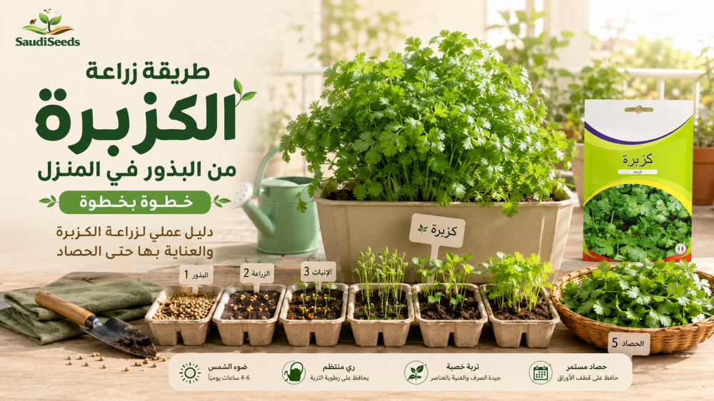 طريقة زراعة الكزبرة من البذور في المنزل خطوة بخطوة
