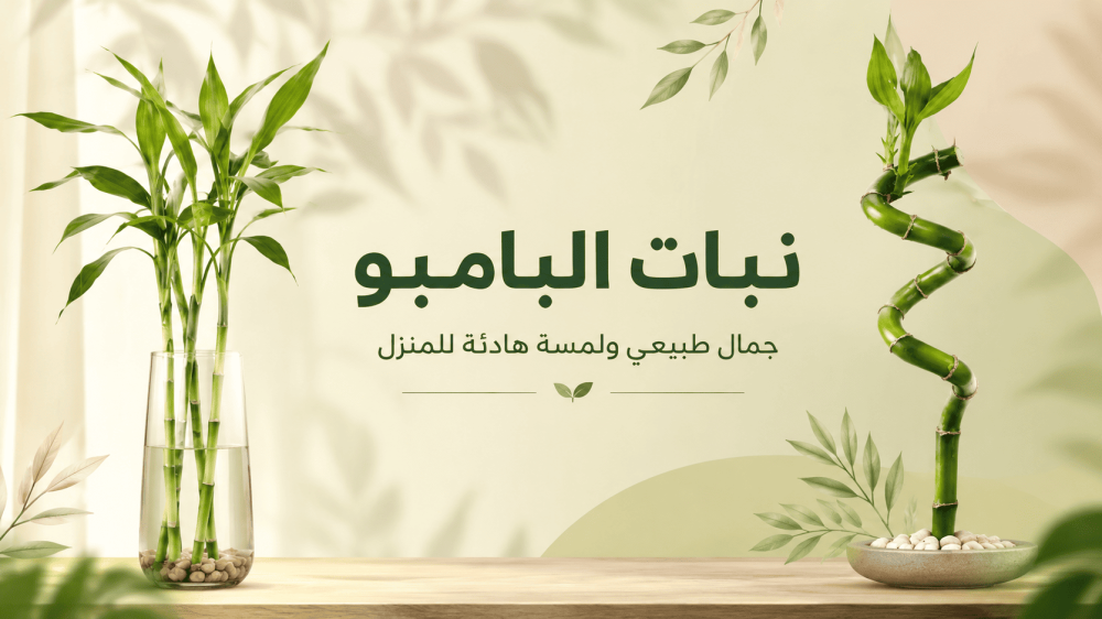 فوائد نبات البامبو في المنزل وطريقة العناية به