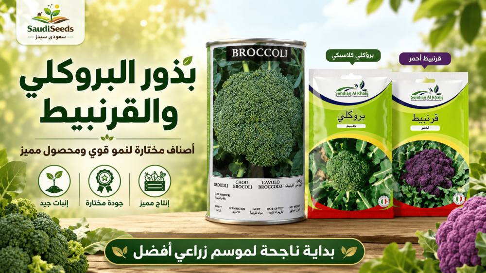 متى تزرع البروكلي ومتى تزرع القرنبيط في الأجواء المعتدلة؟