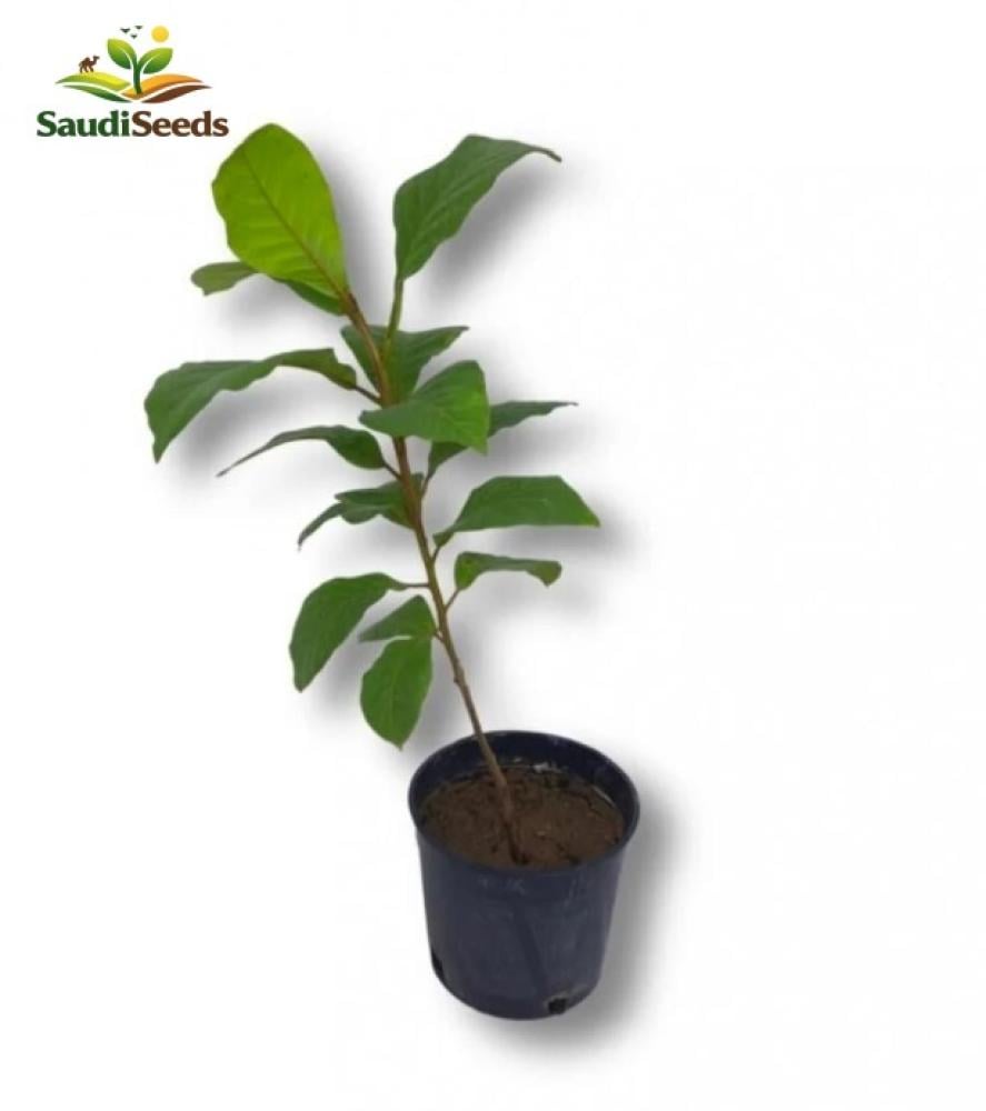 نبات لوز بجلي Indian Almond Terminalia catappa
