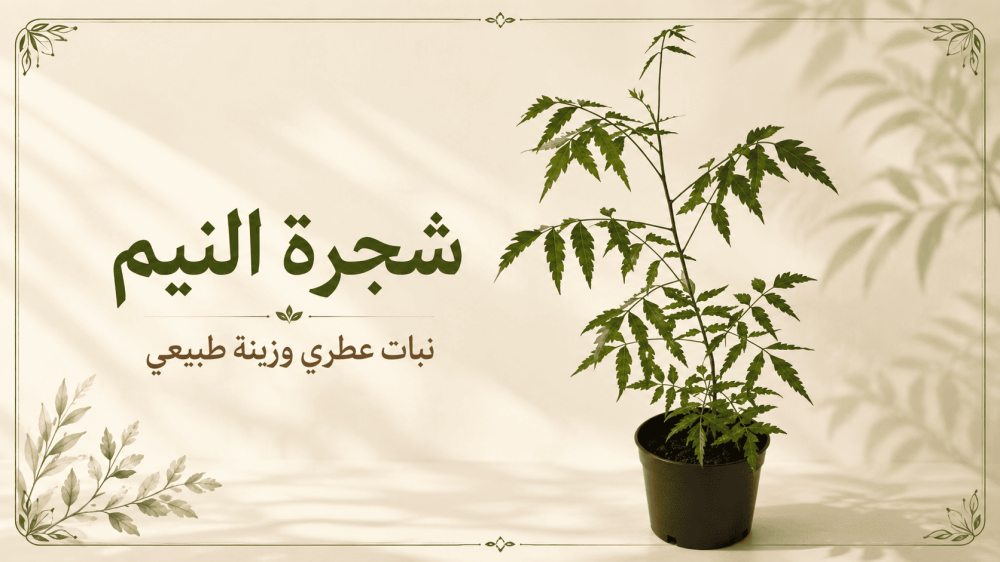 ما أضرار شجرة النيم؟ عيوب زراعتها ومحاذير استخدامها
